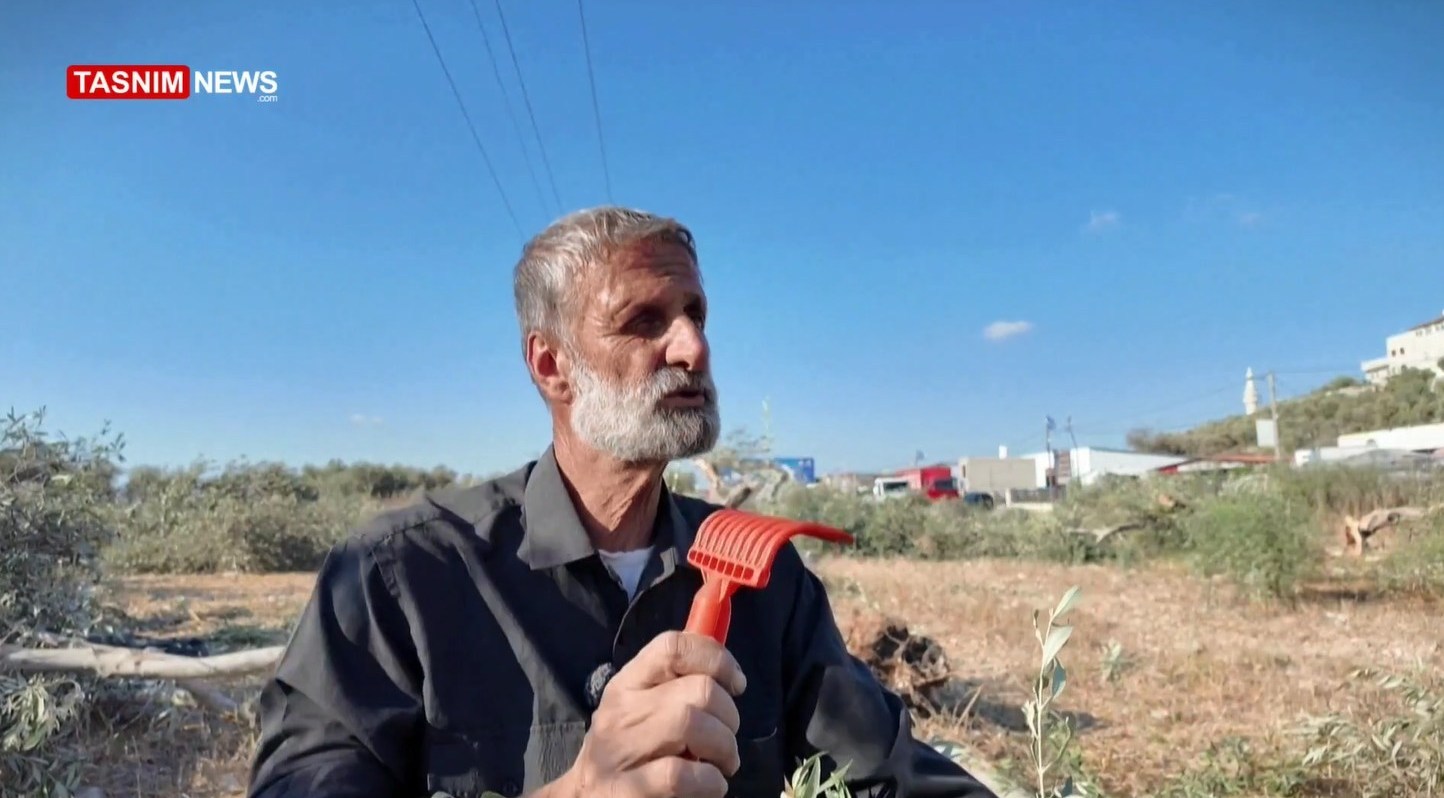 أشجار الزيتون , شجرة الزيتون , فلسطين , الكيان الإسرائيلي , الضفة الغربية , تهجير الفلسطينيين , نزوح الفلسطينيين , 