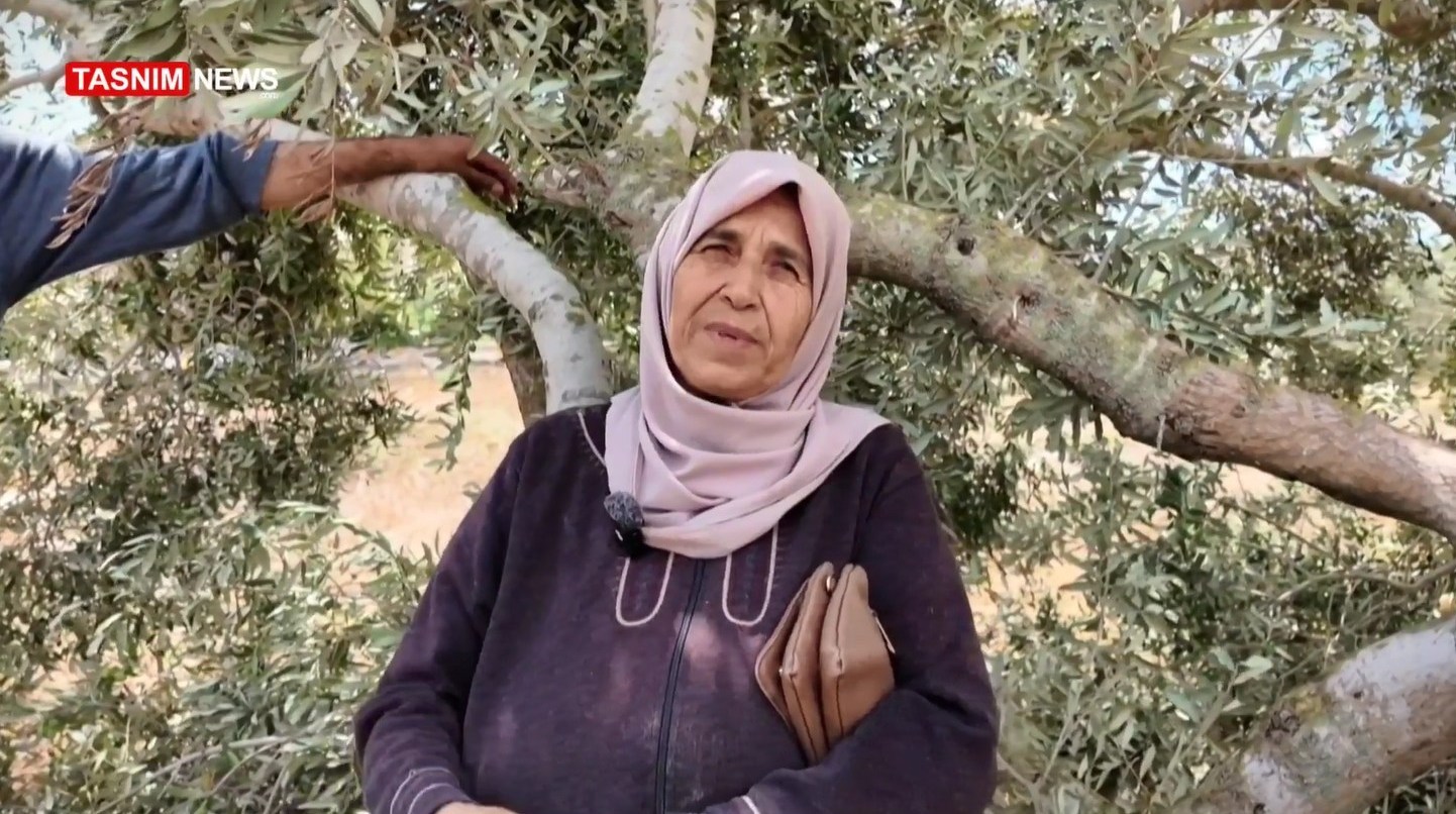 أشجار الزيتون , شجرة الزيتون , فلسطين , الكيان الإسرائيلي , الضفة الغربية , تهجير الفلسطينيين , نزوح الفلسطينيين , 