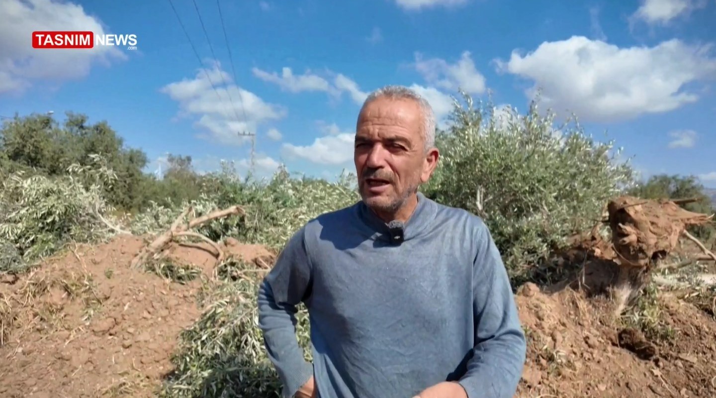 أشجار الزيتون , شجرة الزيتون , فلسطين , الكيان الإسرائيلي , الضفة الغربية , تهجير الفلسطينيين , نزوح الفلسطينيين , 
