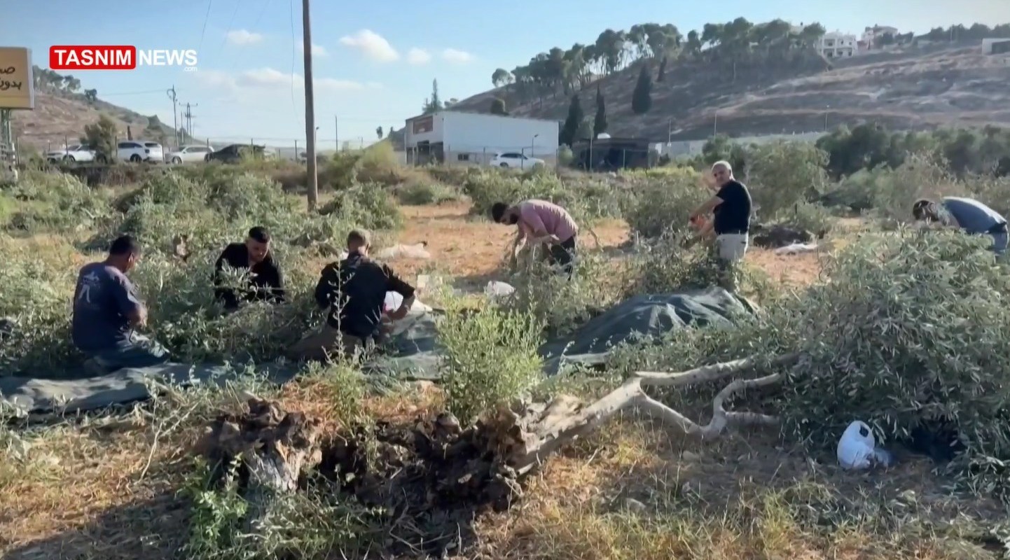 أشجار الزيتون , شجرة الزيتون , فلسطين , الكيان الإسرائيلي , الضفة الغربية , تهجير الفلسطينيين , نزوح الفلسطينيين , 