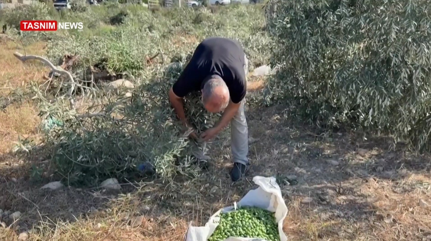 أشجار الزيتون , شجرة الزيتون , فلسطين , الكيان الإسرائيلي , الضفة الغربية , تهجير الفلسطينيين , نزوح الفلسطينيين , 