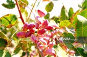 جشنواره ملی پسته در شهر جنگل  رشتخوار