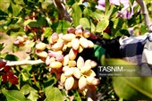 جشنواره ملی پسته در شهر جنگل  رشتخوار
