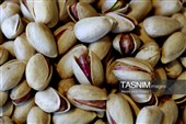 جشنواره ملی پسته در شهر جنگل  رشتخوار