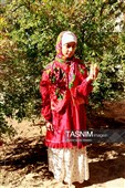 جشنواره ملی پسته در شهر جنگل  رشتخوار