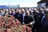 توسعه صنایع تبدیلی و خرید مستقیم محصول، راهکار بهبود وضعیت زرشک‌کاران