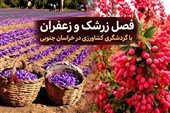 فصل زرشک وزعفران باگردشگری کشاورزی/تسهیلات اشتغال‌زایی برای صنایع دستی