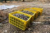 سفر استاندار زنجان به شهرستان طارم