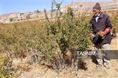 رقص سرخ زرشک در کوهستان رجنوک