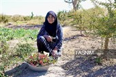 رقص سرخ زرشک در کوهستان رجنوک
