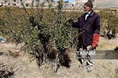 رقص سرخ زرشک در کوهستان رجنوک