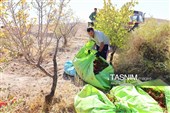 رقص سرخ زرشک در کوهستان رجنوک