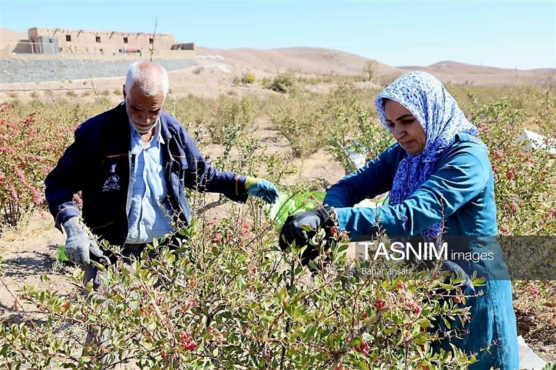 اخبار استان خراسان جنوبی , خبرگزاری تسنیم , کشاورزی ,