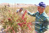 رقص سرخ زرشک در کوهستان رجنوک