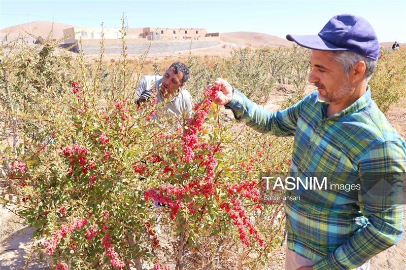 اخبار استان خراسان جنوبی , خبرگزاری تسنیم , کشاورزی ,