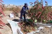 رقص سرخ زرشک در کوهستان رجنوک