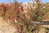 رقص سرخ زرشک در کوهستان رجنوک