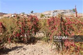 رقص سرخ زرشک در کوهستان رجنوک