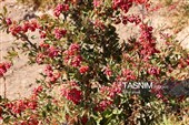 رقص سرخ زرشک در کوهستان رجنوک