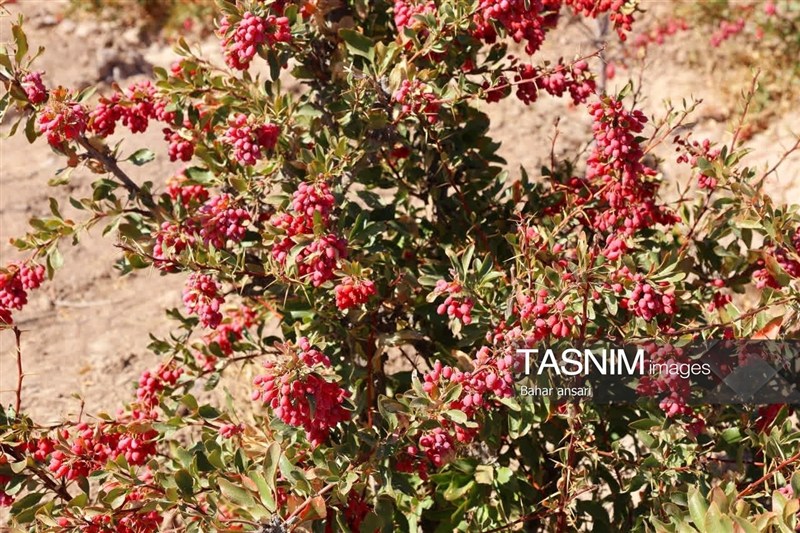 اخبار استان خراسان جنوبی , خبرگزاری تسنیم , کشاورزی ,