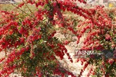 رقص سرخ زرشک در کوهستان رجنوک
