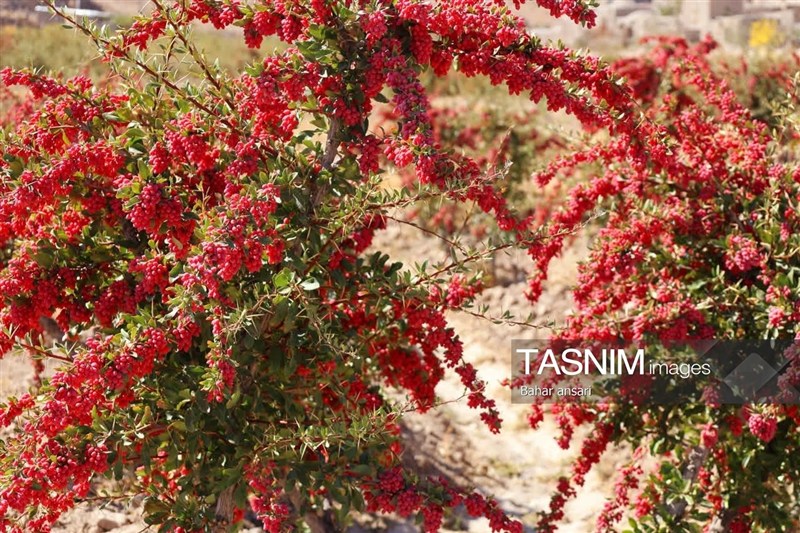 اخبار استان خراسان جنوبی , خبرگزاری تسنیم , کشاورزی ,
