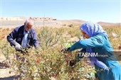 رقص سرخ زرشک در کوهستان رجنوک