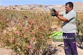 رقص سرخ زرشک در کوهستان رجنوک