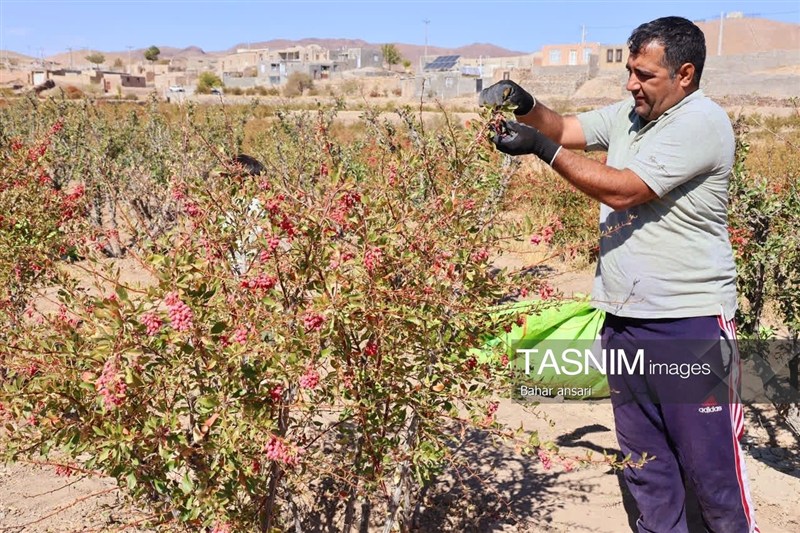 اخبار استان خراسان جنوبی , خبرگزاری تسنیم , کشاورزی ,