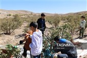 رقص سرخ زرشک در کوهستان رجنوک