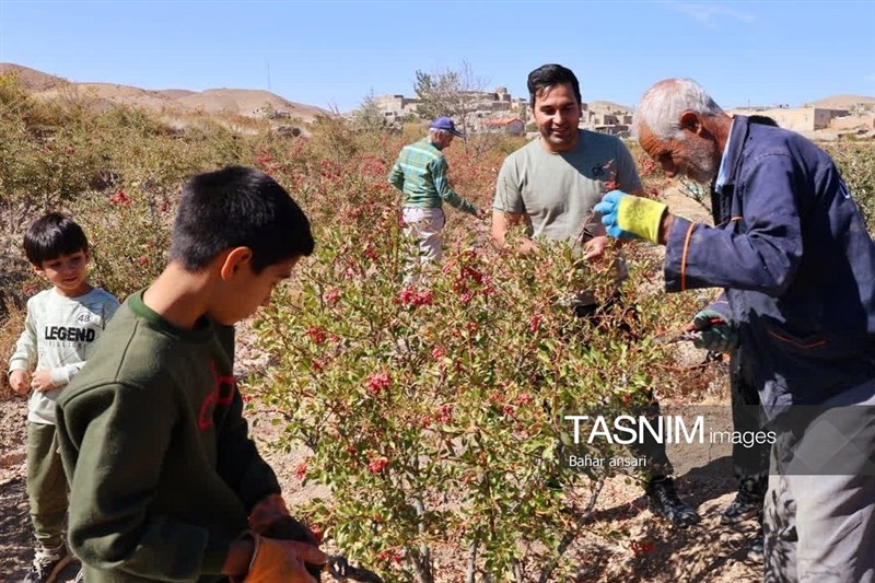 اخبار استان خراسان جنوبی , خبرگزاری تسنیم , کشاورزی ,