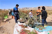 رقص سرخ زرشک در کوهستان رجنوک