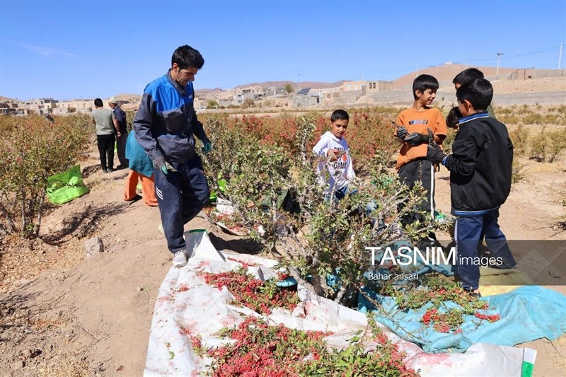 اخبار استان خراسان جنوبی , خبرگزاری تسنیم , کشاورزی ,
