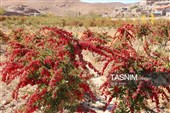 رقص سرخ زرشک در کوهستان رجنوک