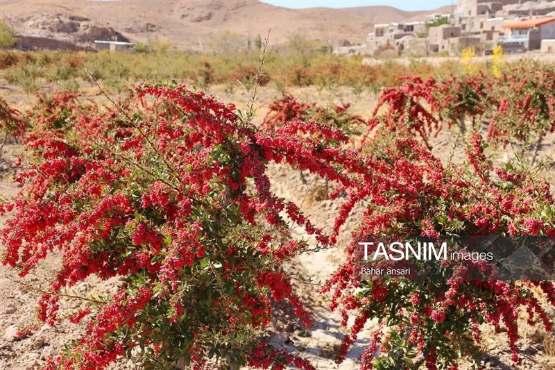 اخبار استان خراسان جنوبی , خبرگزاری تسنیم , کشاورزی ,