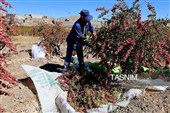 رقص سرخ زرشک در کوهستان رجنوک
