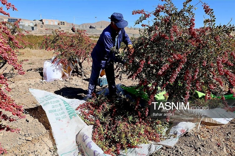 اخبار استان خراسان جنوبی , خبرگزاری تسنیم , کشاورزی ,