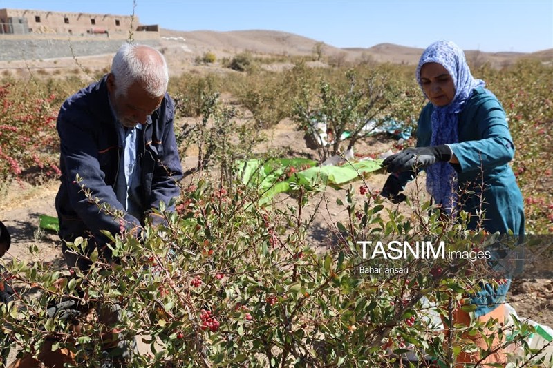 اخبار استان خراسان جنوبی , خبرگزاری تسنیم , کشاورزی ,