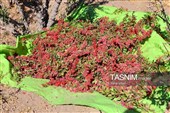 رقص سرخ زرشک در کوهستان رجنوک