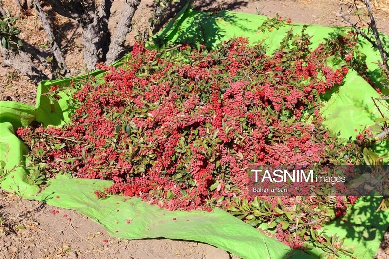 اخبار استان خراسان جنوبی , خبرگزاری تسنیم , کشاورزی ,