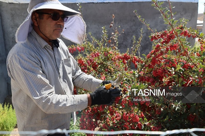 اخبار استان خراسان جنوبی , خبرگزاری تسنیم , کشاورزی ,