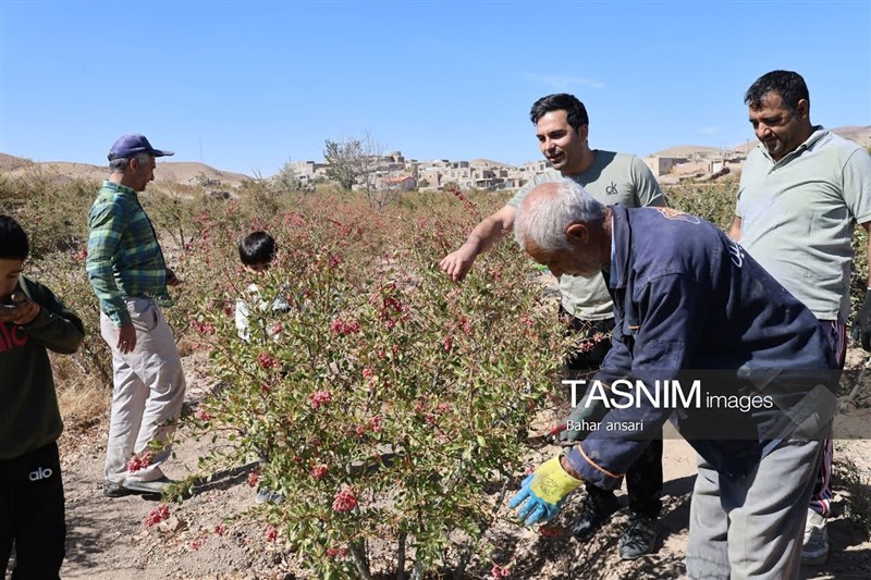 اخبار استان خراسان جنوبی , خبرگزاری تسنیم , کشاورزی ,