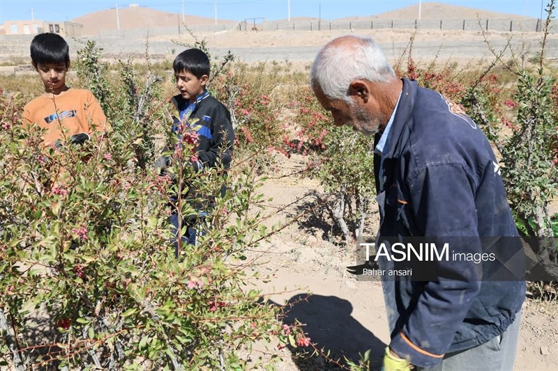 اخبار استان خراسان جنوبی , خبرگزاری تسنیم , کشاورزی ,