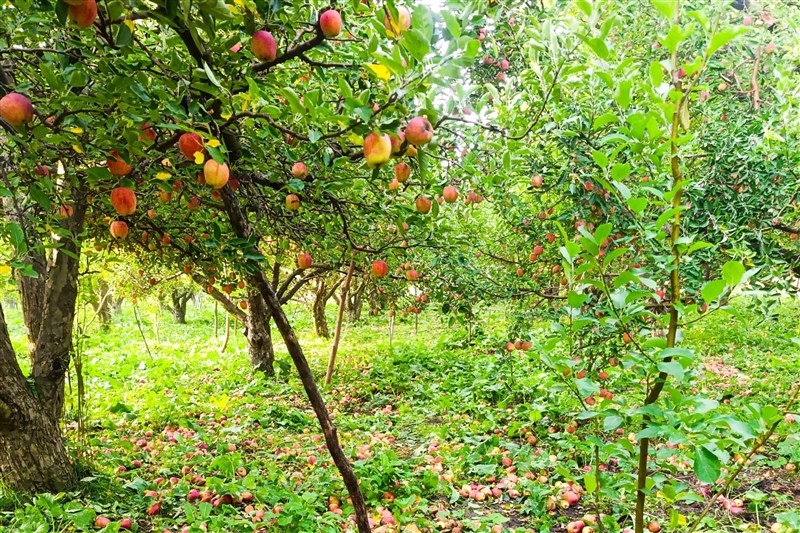 کشاورزی , آذربایجان غربی ,