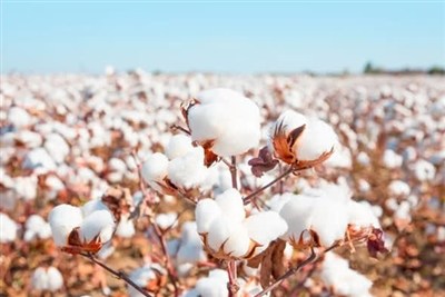 برداشت 3000 تن وش پنبه در خداآفرین؛ ظرفیت طلای سفید در آذربایجان شرقی