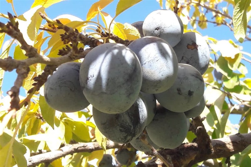 کشاورزی , اخبار نیشابور , خراسان رضوی , اخبار استان خراسان رضوی ,