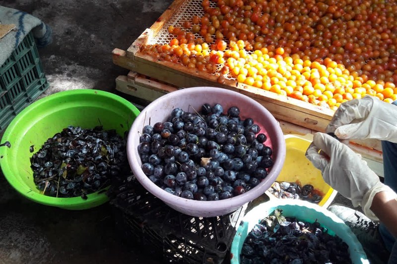 کشاورزی , اخبار نیشابور , خراسان رضوی , اخبار استان خراسان رضوی ,