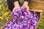 استهبان؛ رتبه نخست تولید زعفران در فارس