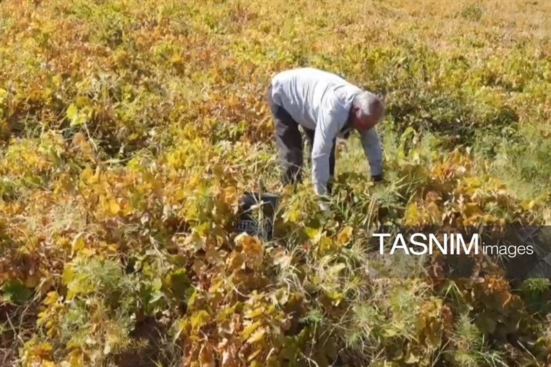 اخبار بیجار , اخبار استان کردستان , کشاورزی ,