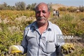 برداشت خوشه‌های یاقوتی انگور در بیجار/اشتغال‌زایی 3500 نفری+فیلم
